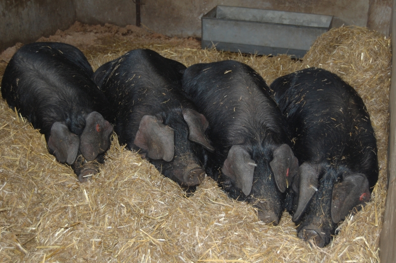 4 Large Black Pigs, Cornwall Schweine